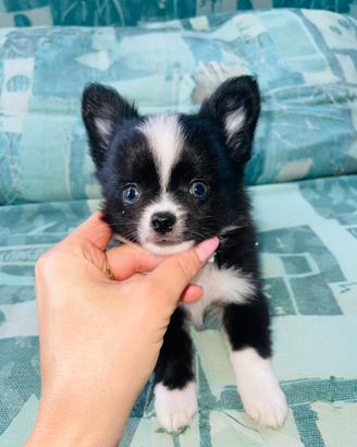 Chihuahua a pelo lungo