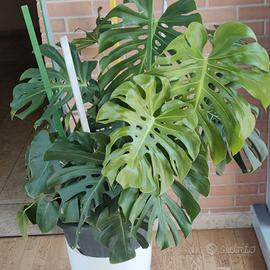  PIANTA DI MONSTERA