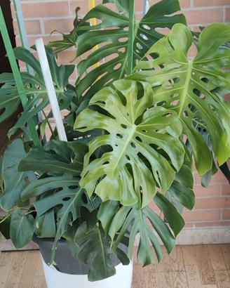 BELUSSIMA PIANTA DI MONSTERA