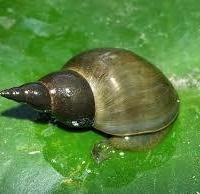 Lymnaea stagnalis