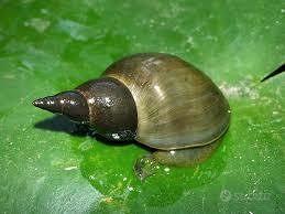 Lymnaea stagnalis