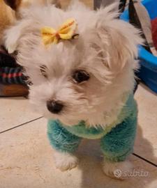 Maltese toy con pedigree Enci