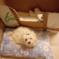 Cuccioli maltese