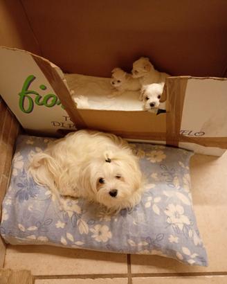 Cuccioli maltese