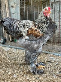 Coppia Brahma BSO