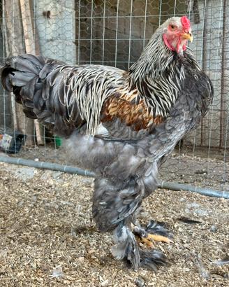 Coppia Brahma BSO