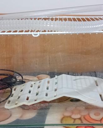 vasca tartaruga in vetro 