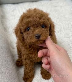 BARBONCINI TOY - BARBONCINO CUCCIOLI pag rateale