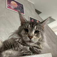 Maine coon femmina adulta