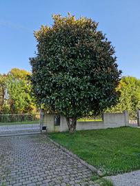 Magnolia grandiflora 6 m