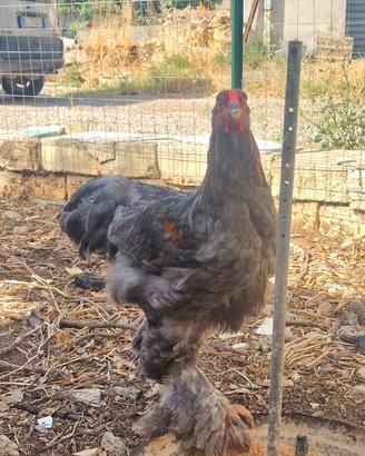 Brahma