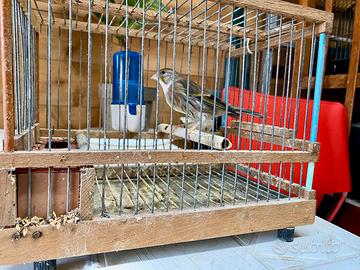 Incardellata femmina