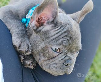 ULTiMo cucciolo di bulldog francese