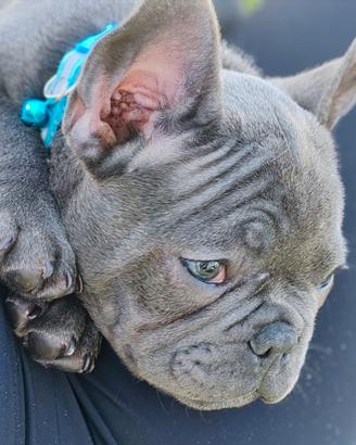 ULTiMo cucciolo di bulldog francese