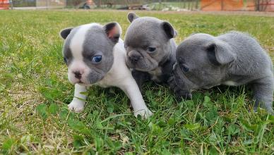 Bouledogue francese bulldog cuccioli