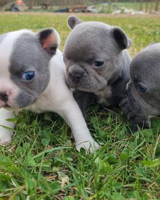 Bouledogue francese bulldog cuccioli