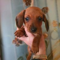 Bassotta kaninchen femmina