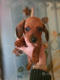 Bassotta kaninchen femmina