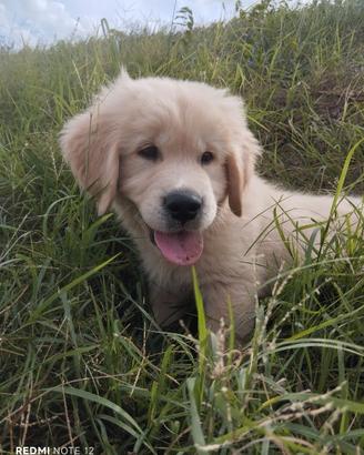 Cucciolo di Golden retriever pronto x la famiglia