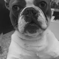 Bulldog francese per monta