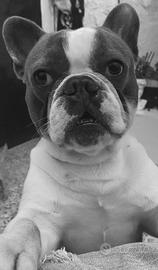Bulldog francese per monta