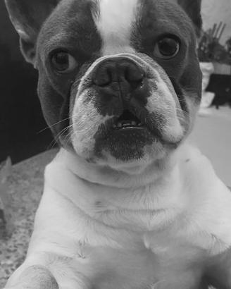 Bulldog francese per monta