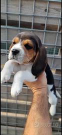 Beagle dolcissimi