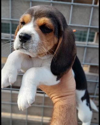 Beagle dolcissimi
