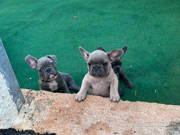 Cuccioli di bulldog francese blu