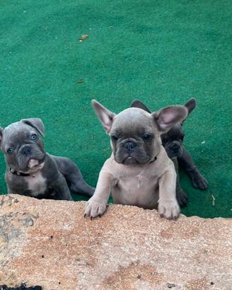 Cuccioli di bulldog francese blu