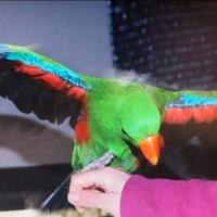 Pappagallo Ecletto roratus