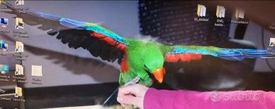 Pappagallo Ecletto roratus