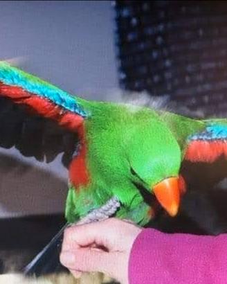 Pappagallo Ecletto roratus