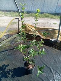 osmanthus fragrans aquifoglium (profumato)