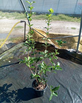 osmanthus fragrans aquifoglium (profumato)
