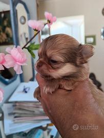 Cuccioli dorati chihuahua maschietti
