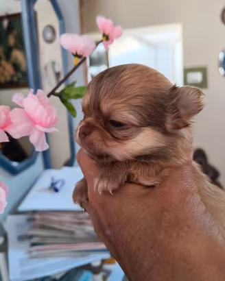 Cuccioli dorati chihuahua maschietti