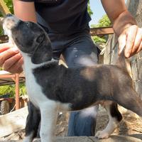 Segugi maremmani a pelo raso