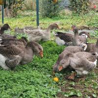 Oche Tolosa tipo industriale