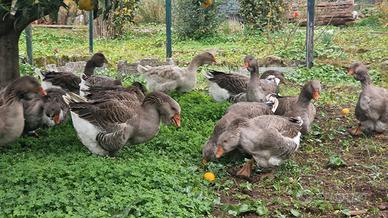 Oche Tolosa tipo industriale