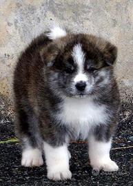 Cuccioli di Akita inu