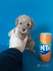 Splendidi cuccioli di Barboncino