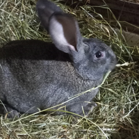 Conigli allevamento domestico