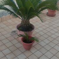 Cycas adulta