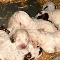 Cuccioli spinone italiano