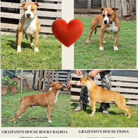 American staffordshire terrier Amstaff