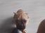 Immagine 4