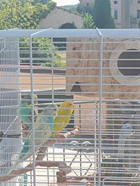  3 cocorite 