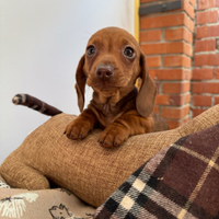 Cucciolo Bassotto tedesco