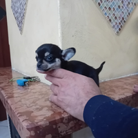 Chihuahua toy
